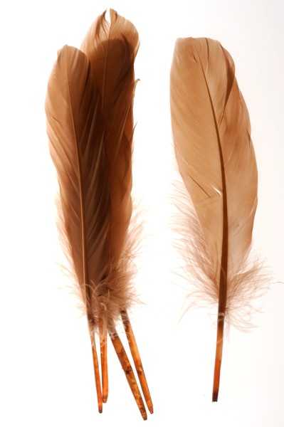 Oie - 15-21 cm - cognac